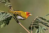 Rufous-headed Tanager