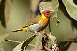 Rufous-headed Tanager