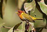 Rufous-headed Tanagerborder=