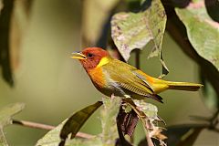 Rufous-headed Tanager