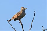 Rufous-naped Lark