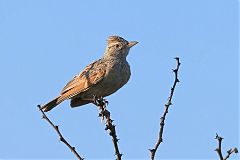 Rufous-naped Lark