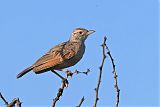 Rufous-naped Lark