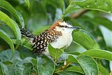 Rufous-naped Wren