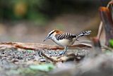 Rufous-naped Wrenborder=