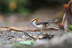 Rufous-naped Wren