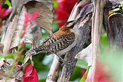 Rufous-naped Wren