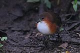 Rufous-sided Crakeborder=