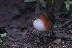 Rufous-sided Crake