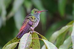 Rufous-tailed Hummingbird