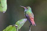 Rufous-tailed Hummingbirdborder=