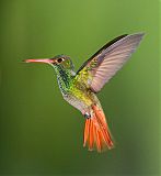 Rufous-tailed Hummingbirdborder=