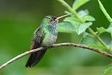 Rufous-tailed Hummingbird