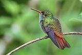 Rufous-tailed Hummingbird