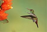 Rufous-tailed Hummingbird