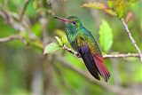 Rufous-tailed Hummingbirdborder=
