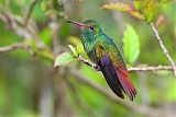 Rufous-tailed Hummingbird