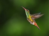 Rufous-tailed Hummingbirdborder=