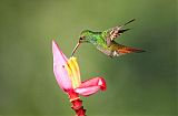 Rufous-tailed Hummingbirdborder=