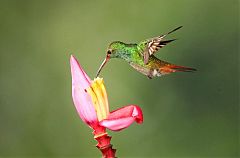 Rufous-tailed Hummingbird