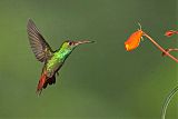 Rufous-tailed Hummingbirdborder=