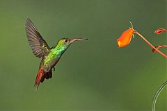 Rufous-tailed Hummingbird