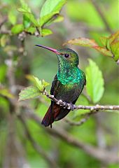 Rufous-tailed Hummingbird