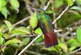 Rufous-tailed Hummingbirdborder=