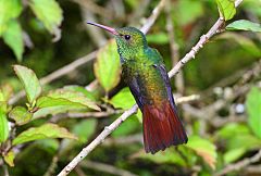 Rufous-tailed Hummingbird