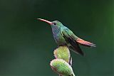 Rufous-tailed Hummingbirdborder=