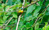 Rufous-tailed Jacamar