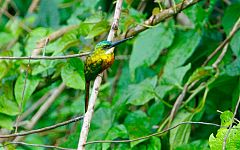 Rufous-tailed Jacamar