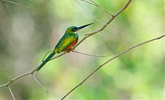 Rufous-tailed Jacamar