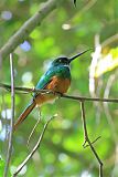 Rufous-tailed Jacamarborder=