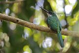 Rufous-tailed Jacamarborder=