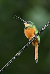 Rufous-tailed Jacamar