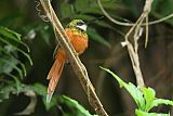 Rufous-tailed Jacamar