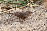 Rufous-tailed Larkborder=