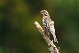 Rufous-tailed Plantcutterborder=