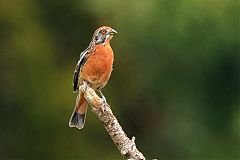 Rufous-tailed Plantcutter