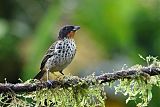 Rufous-throated Tanager