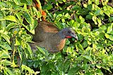 Rufous-vented Chachalaca