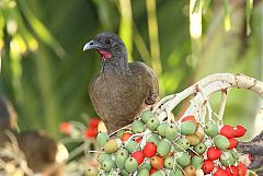 Rufous-vented Chachalaca