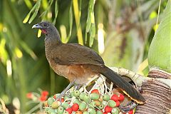 Rufous-vented Chachalaca