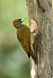 Rufous-winged Woodpecker