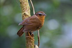 Rufous Gnateater