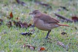 Rufous Hornero