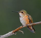 Rufous Hummingbird