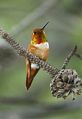 Rufous Hummingbird