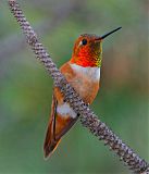 Rufous Hummingbird